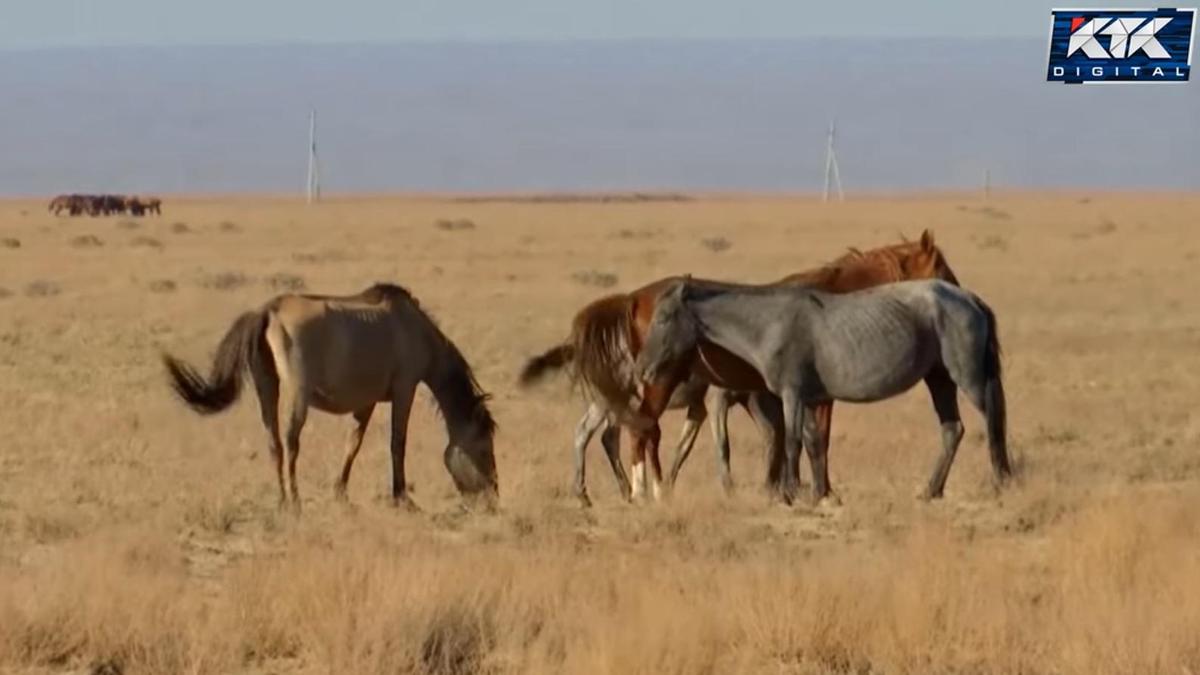 Исхудавший скот