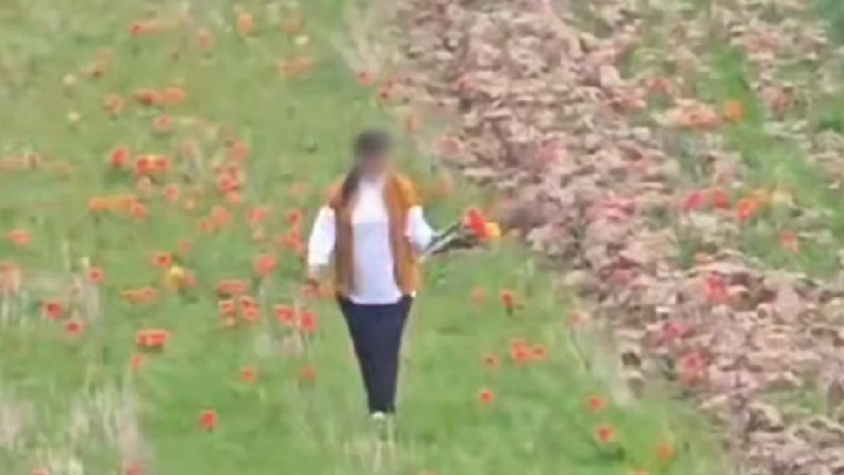 қызғалдақ теріп жүрген әйел қызғалдақ теріп жүрген әйел
