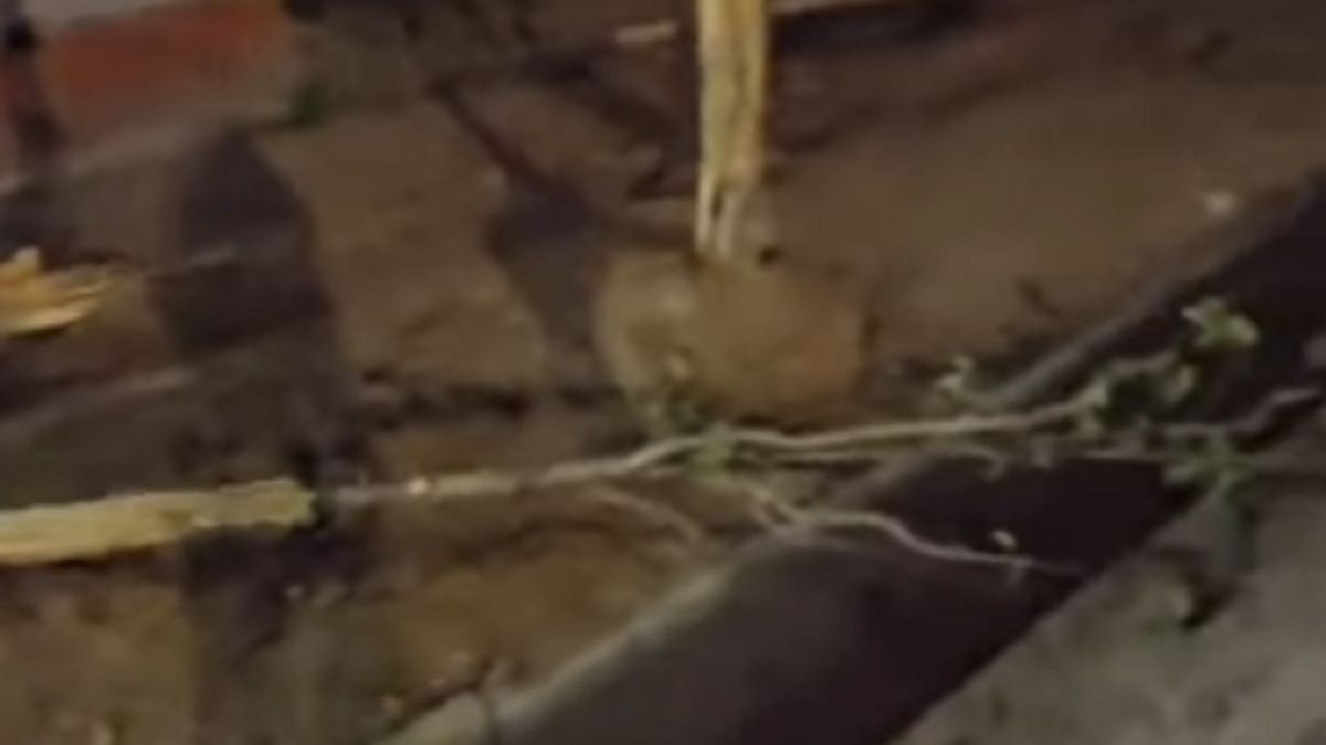 Деревья выкапывают в Алматы