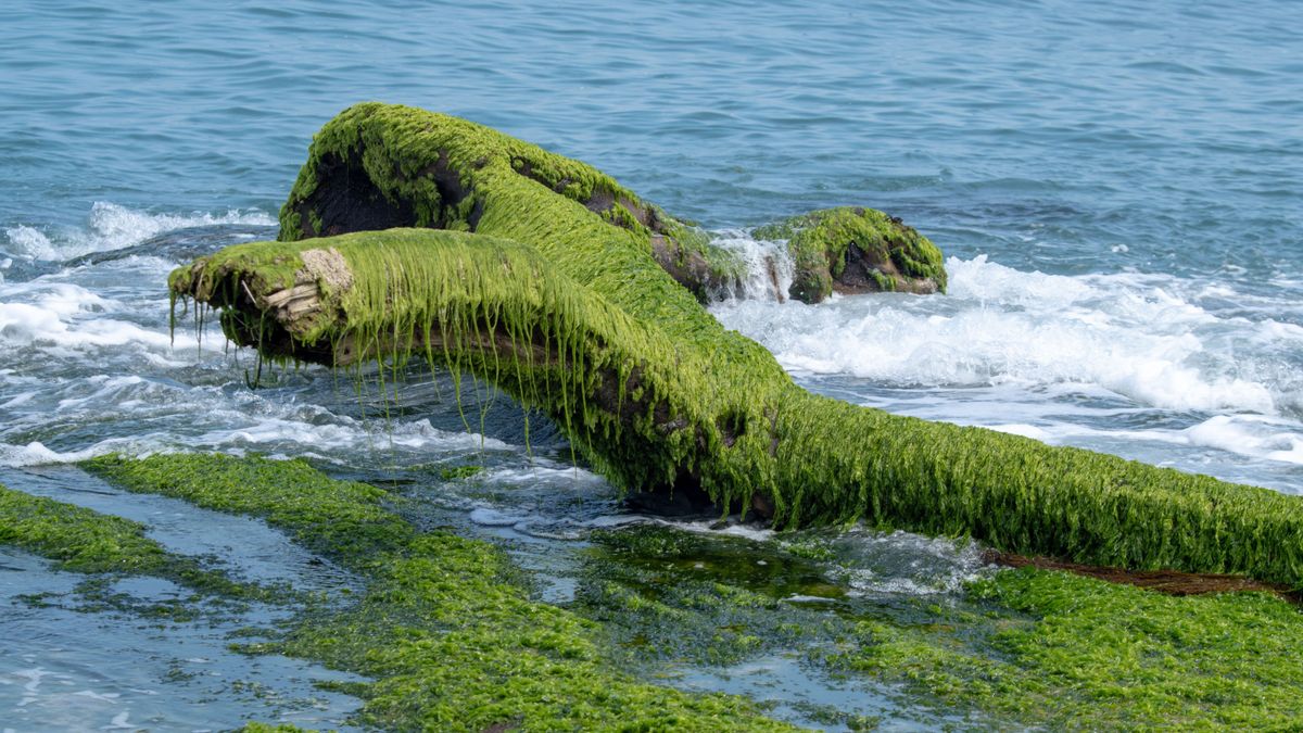 Водоросли