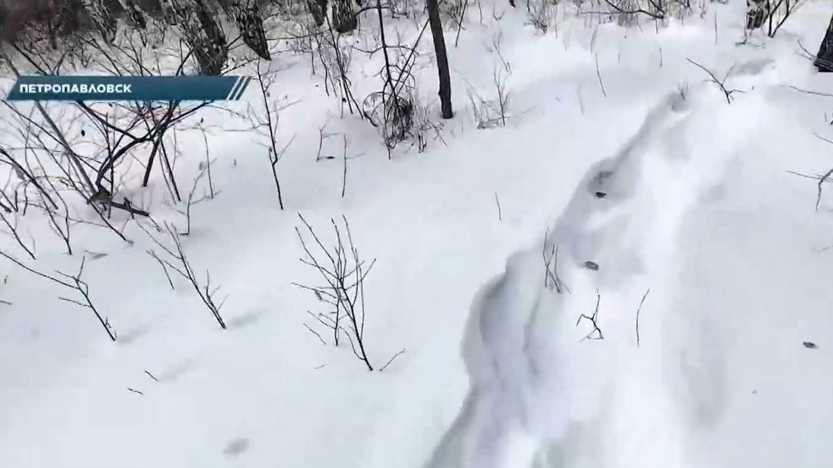 Лес в Петропавловске