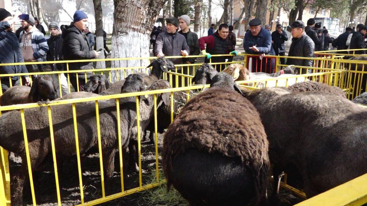 Бараны в загоне на выставке в Туркестанской области