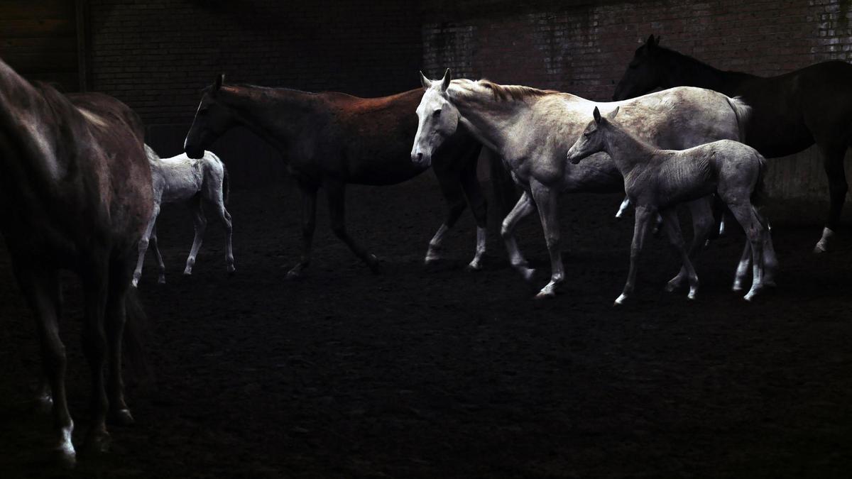 Табун лошадей