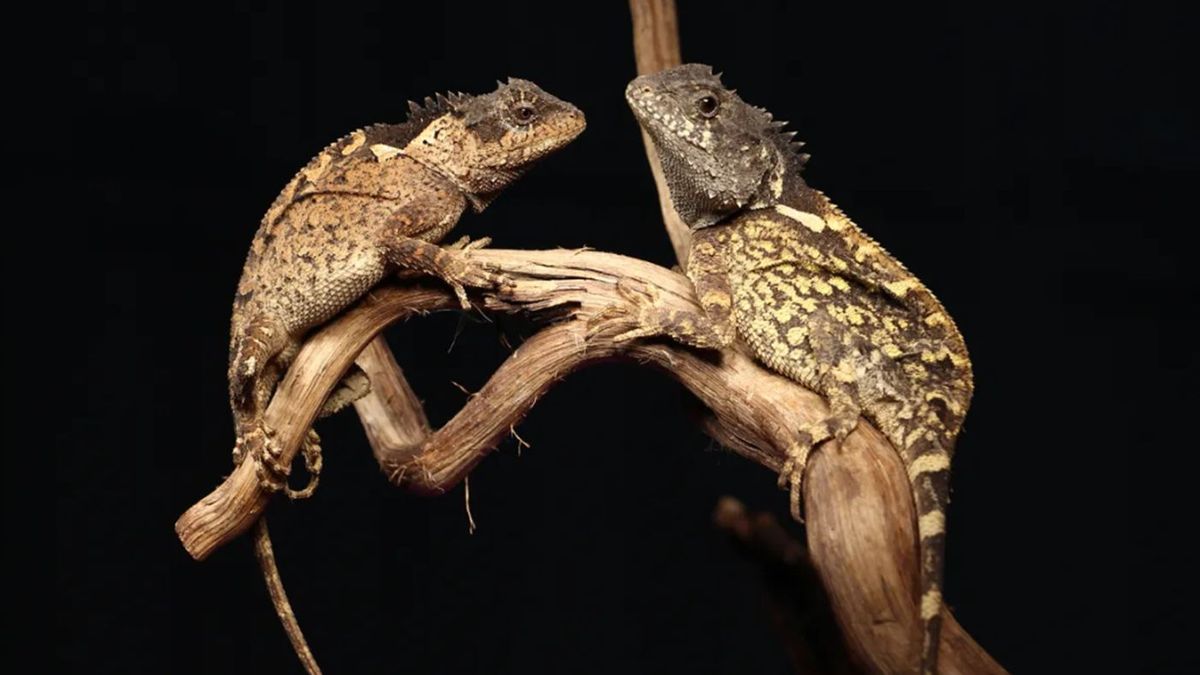 Acanthosaura syrax