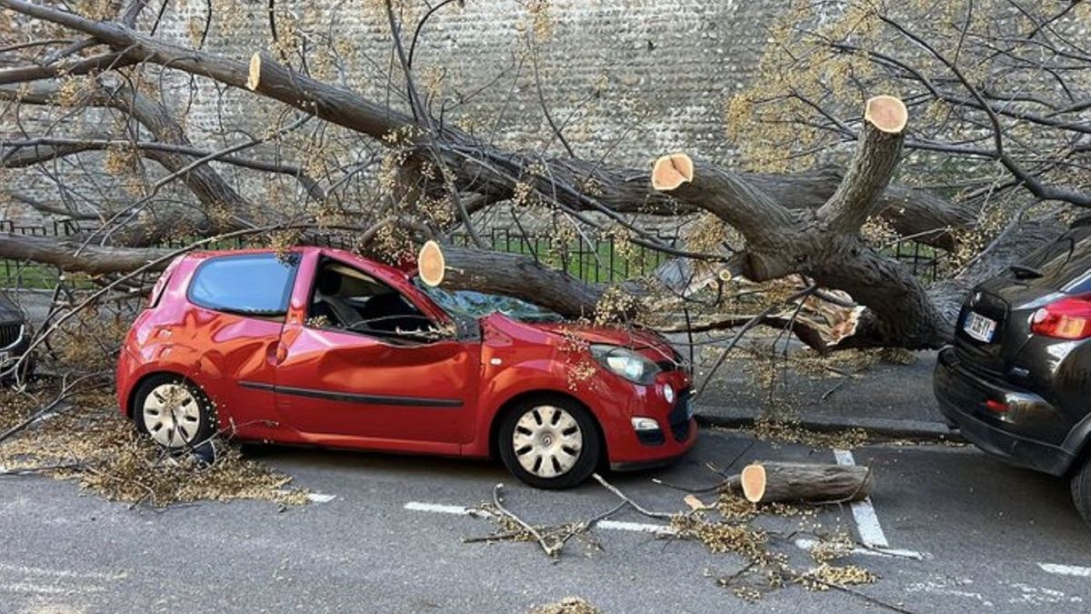 Дерево упало на машину