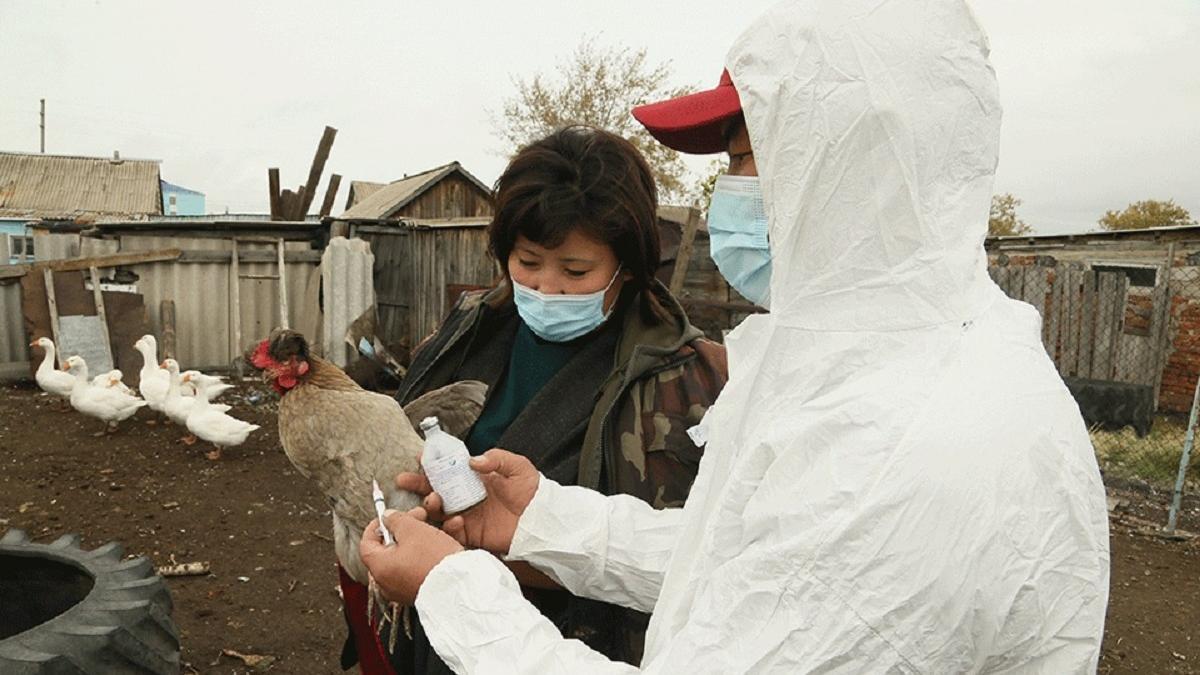 Птице делают вакцинацию в Костанайской области