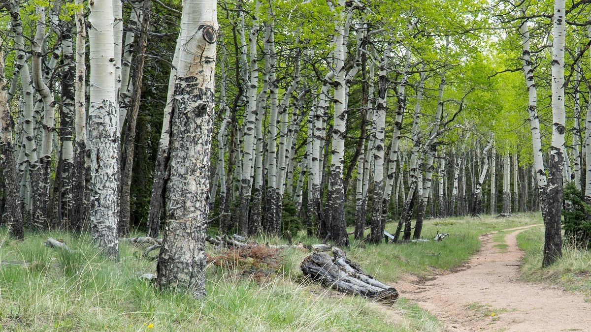Березовая роща