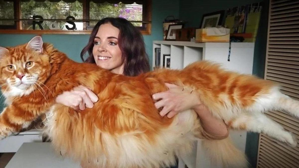 фото самой большой кошки в мире