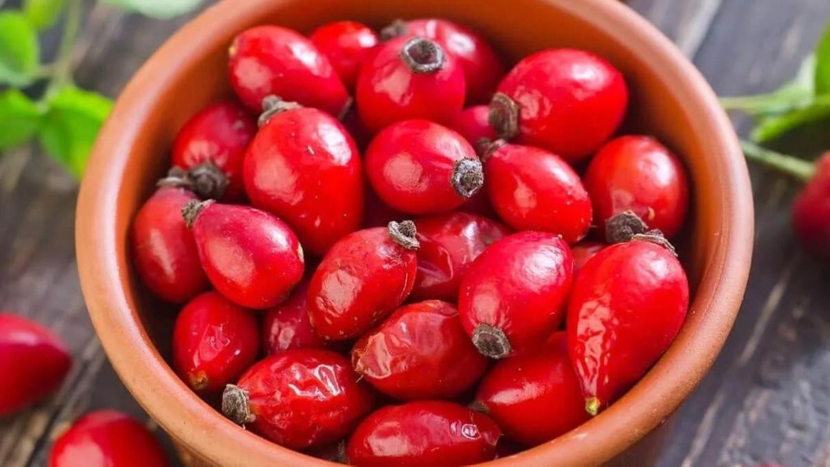 Шиповник польза, вред и противопоказания NUR.KZ