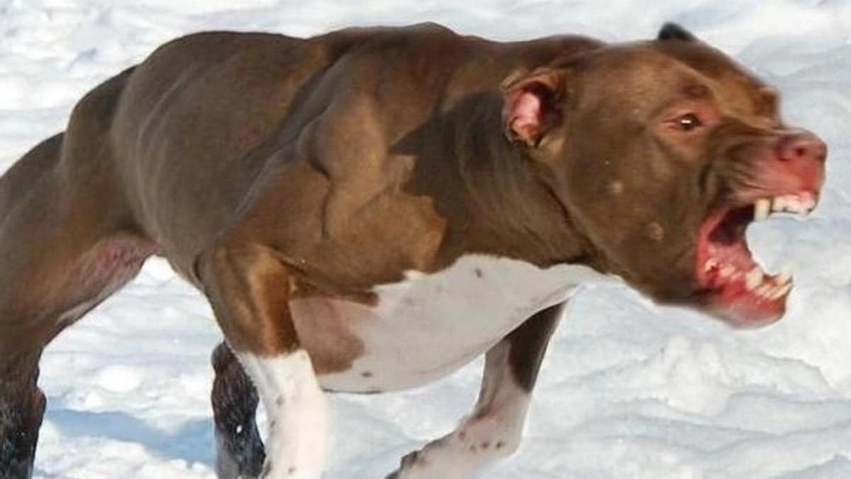 Pitbull Porcupine Attack