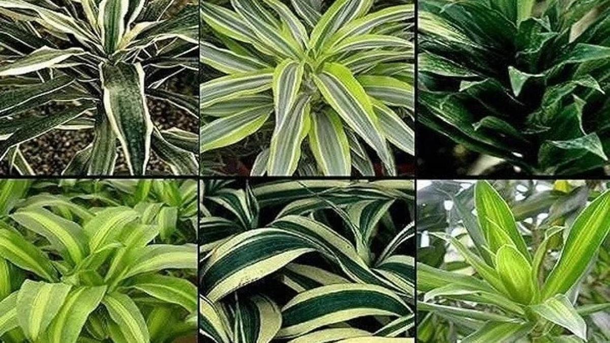 Драцена: Виды, Фото И Названия | Nur.kz