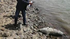 Мужчина фотографирует мертвого тюленя