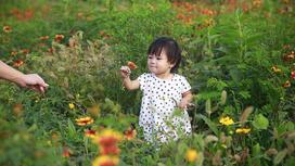 маленькая девочка в поле