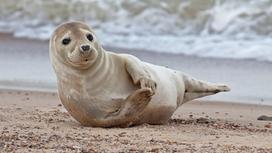 Тюлень лежит на берегу