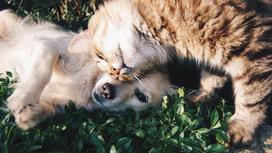 Собака и кошка лежат на траве