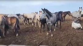 Пропавшие в России лошади