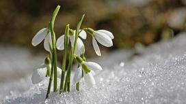 Подснежники цветут на снегу