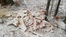 Кости на обочине дороги в Алматинской области