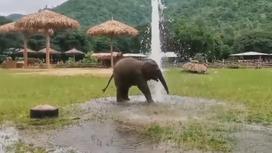 Слоник играет с водопроводом