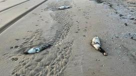 Мертвые тюлени