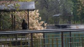 Девушка стоит на мостике над прудом осенью