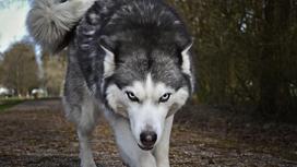 Собака серого цвета с голубыми глазами стоит в угрожающей позе