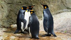Четыре пингвина на берегу около скалы