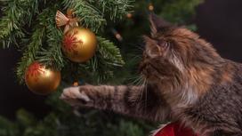 Кошка играет с игрушкой на елке