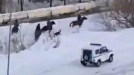 Всадники на конях в Усть-Каменогорске