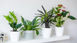 На полочке стоят четыре разных комнатных растения в белых горшках. Растения имеют разную форму кустов и листьев, а в одном горшке растет цветущий антуриум