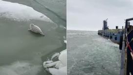 Тюлень "убегает" от ледокола на Каспии