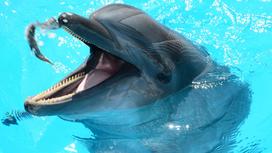 Дельфин купается