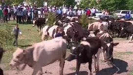 Коровы у акимата в Туркестанской области
