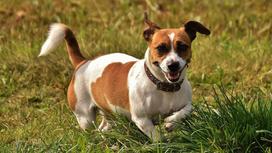 Собака с рыжими пятнами на белом фоне бежит по лужайке