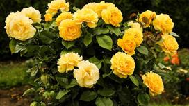 Куст желтых роз в саду
