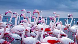 Стая розовых фламинго