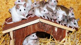 Мыши в домике