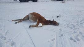 Лошадь лежит на снегу