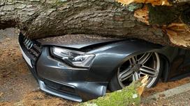 Поврежденный автомобиль от упавшего дерева