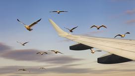 Крыло самолета и птицы в небе