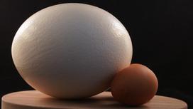 Яйца разной величины