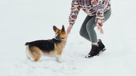 Девушка гуляет на улице с собакой зимой