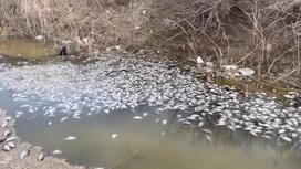 Мертвая рыба плавает в реке