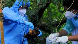 Индийские эпидемиологи собирают образцы вируса Нипах