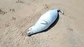 Мертвый тюлень лежит на песке