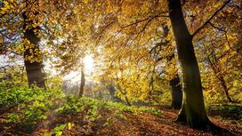 Осенние деревья, через которые пробивается солнце