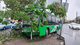Автобус врезался в дерево