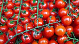Круглые красные томаты черри на плодоножках