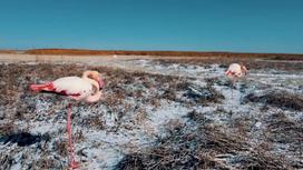 Розовые фламинго в замерзшей степи