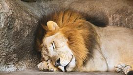 Лев спит на земле